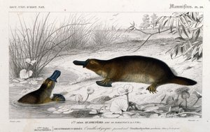 Representasjon av en ornithorynch (Ornithorhynchus paradoxus, Blum.). gravering fra "Universal Dictionary of Natural History"" av C. D