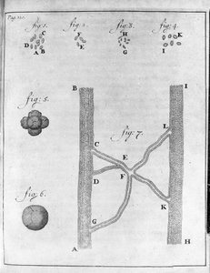 Representasjon av hematia (røde blodlegemer) hos laks og piggvar Studie av den nederlandske handelsmannen og naturforskeren Antoine van Leeuwenhoek (eller Leeuvenhoek eller Leeuwenhoeck) (eller Antoni eller Anthonie) (1632-1723) Gravering fra "Epistolae ad av Unknown artist