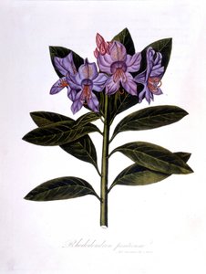 Rhododendron (Rhododendrum Bridges). av Unknown artist