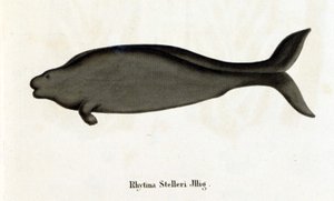 Rhytina Stelleri også kalt marine ku Steller, eksemplarer forsvant på 1700-tallet. av Unknown artist