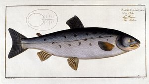 Salmon (Salmo salar) av Marc Elieser Bloch Ichtyologie Paris - Berlin - London 1787. av Unknown artist