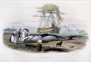 Haifiske - i "Lacepèdes naturhistorie"" av Unknown artist
