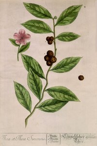 Sinensis teplante - botanisk bord av Unknown artist