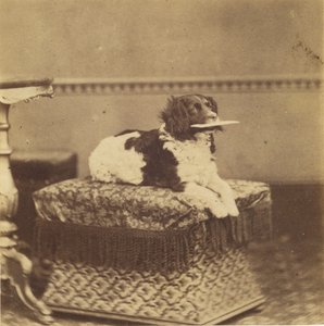 [Sittende hund med en bylt i munnen] av Unknown artist