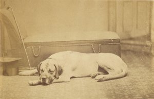 [Sovende hund] av Unknown artist