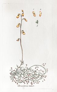 Kleine Uricularis von Unknown artist