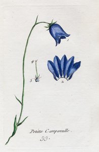 Liten klokkeblomst av Unknown artist