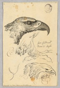 Studier av Two Eagle Heads and One Wing, fra kardinal Bernis