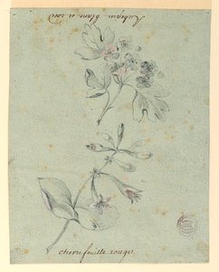 Studie av en Hawthorne og Honeysuckle Bough av Unknown artist