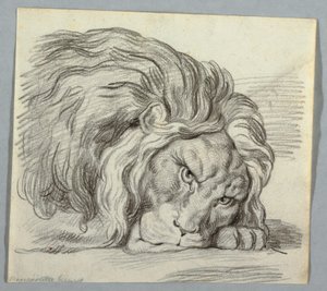 Studie av en løve av Unknown artist
