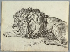 Studie av en løve av Unknown artist