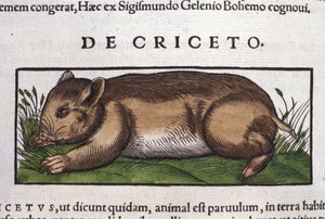 Hamsteren i dyrenes historie av Conrad Gesner (1516 - 1565), Tiguri av Unknown artist