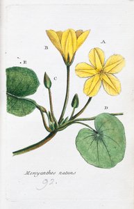 Der Menyanthe von Unknown artist