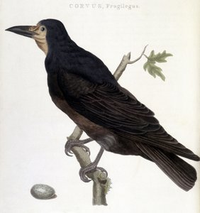 The Raven Frugilegus - naturhistorisk styre av Unknown artist