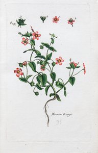 Den skarlagenrøde pimpernel av Unknown artist