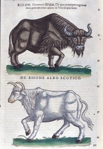 Bisonen og den hvite bisonen fra Historiae animalium av Konrad Gesner, Tiguri av Unknown artist