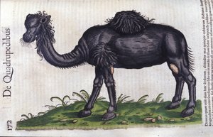 Kamelen fra History of the Animals av Konrad Gesner, Tiguri av Unknown artist