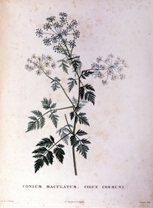 Den vanlige hemlocken. 1700-talls gravering. av Unknown artist