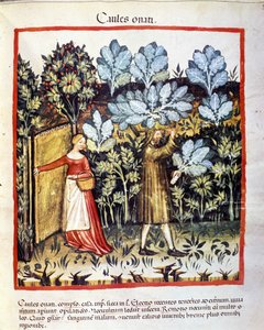 Avlingen av kålblomst i en grønnsakshage. Belysning fra melking av medisin og diett "" Tacuinum sanitatis"" av Unknown artist