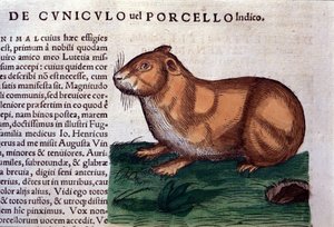 Marsvinet etter Historiae animalium av Konrad Gesner, Tiguri av Unknown artist
