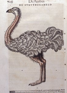 Strutsen - fra Historiae animalium av Konrad Gesner, Tiguri av Unknown artist