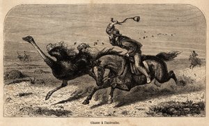 Strutsjakten, tegnet fra et fotografi, for å illustrere historien om jakt i Afrika av William Charles Baldwin mellom 1852 og 1860. Gravering i "" Le tour du monde", redigert av Edouard Charton av Unknown artist