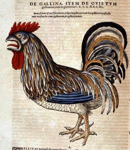 Hanen etter Historia Animalium av Conrad Gesner, Tiguri 1560. Biblioteca nazionale Braidense. Milan av Unknown artist