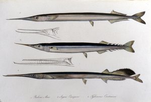 Sjønålen. Naturhistorisk styre. 1800-tallet. av Unknown artist