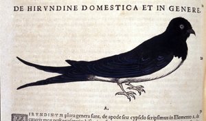Svalen etter Historiae animalium av Konrad Gesner, Tiguri av Unknown artist