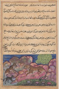Ulven råder løven til å konsultere katten, fra en Tuti-nama (Tales of a Parrot): Femtende natt av Unknown artist
