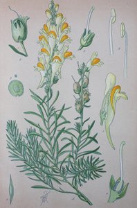 Ekte paddelin (Linaria), plantearter av slekten, vanlig paddelin, vanlig paddelin av Unknown artist