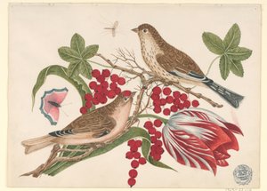 To brune fugler på gren med tulipaner, bær og insekter av Unknown artist