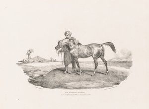 Ulike emner tegnet fra livet og på stein: En arabisk hest av Unknown artist