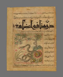 Huggorm i en steinete hage fra Manafi#39; al-Hayawan (Om dyrs nytteverdi) av Ibn Bakhtishu#39; av Unknown artist
