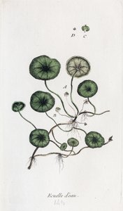 Vannskål av Unknown artist