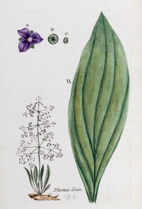 Vannplantain av Unknown artist