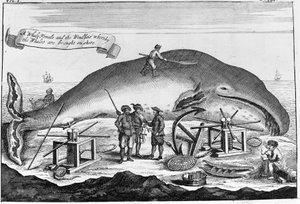 Hvalfangst: i land, spermhval renses.. Frittstående gravering fra bok fra begynnelsen av 1700-tallet av Unknown artist