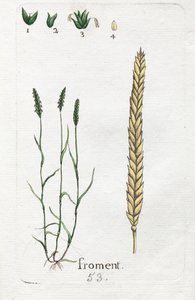 Weizen von Unknown artist