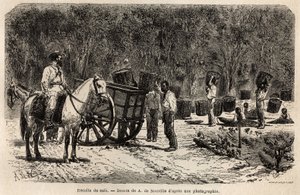Når kaffen er hentet, samler og frakter mennene de tunge kurvene fylt med kaffefeber, mens barna renser fruktkjøttet som omgir kaffefeberne. Gravering for å illustrere reisen til Brasil, historie av M. og Mme Agassiz, i 1865-18 av Unknown artist