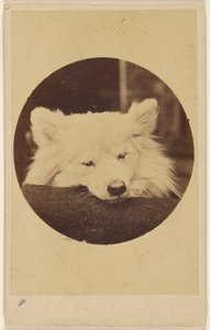 [Hvit hund med haken på en pute] av Unknown artist