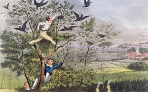 Wow! Jeg har gjort det - Raiding the Rookery fra Nimrods quot;The Life of a Sportsmanquot; av Unknown artist