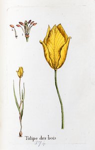 Waldtulpe von Unknown artist