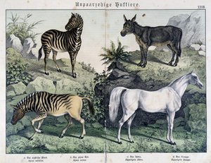 Sebraer, esel og hest - i "" Natural histories of pattedyr", red. Schreiber av Unknown artist