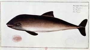 Zoologi: tavle som representerer et nise, akvatisk pattedyr. Trykk fra begynnelsen av 1700-tallet B.N. Paris av Unknown artist