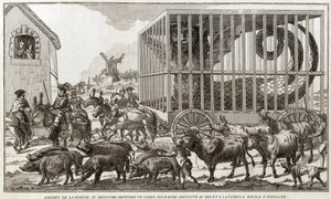 Zoomorphism - Karikatur mot Mary - Antoinette - Forlot harpyen eller amfibiemonsteret i Cadiz for å bli ført til kongen og kongefamilien i Spania: Dette dyret ble tatt ved bredden av Lake Fagua - 1784 - av Unknown artist