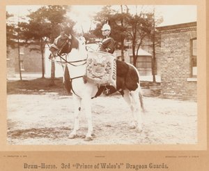 ?Trommehest, 3rd Prince of Wales?s Dragoon Guards?, 1895 ca. av Unknown photographer