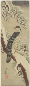 (Hawk on Pine Branch, Winter), tidlig på 1800-tallet