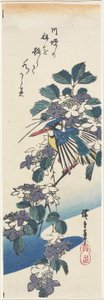 (Kingfisher og hortensia)