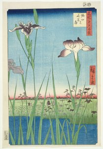 BM.Cat.440 Irises at Horikin, No.56 i serien 