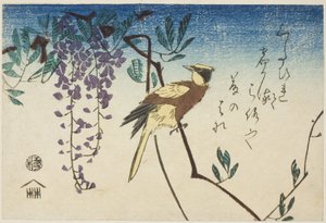 Svartnakket oriole og blåregn av Utagawa Hiroshige